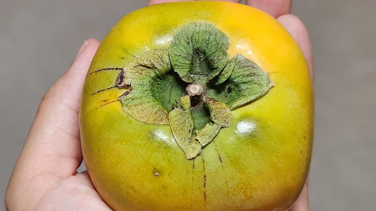 Amazon.co.jp: 柿のへた 柿の蔕 柿のヘタ 柿蒂 してい シテイ 100g 薬膳料理 薬膳食材 薬膳茶 薬膳鍋 薬膳スープ :食品・飲料・お酒