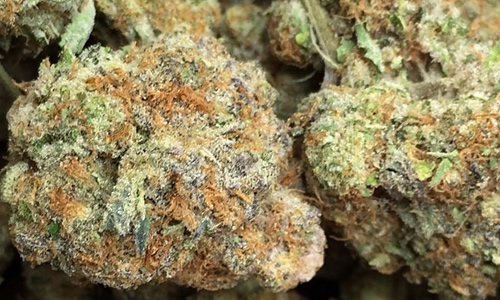 大麻植物 ガールスカウトのクッキーPremium写真