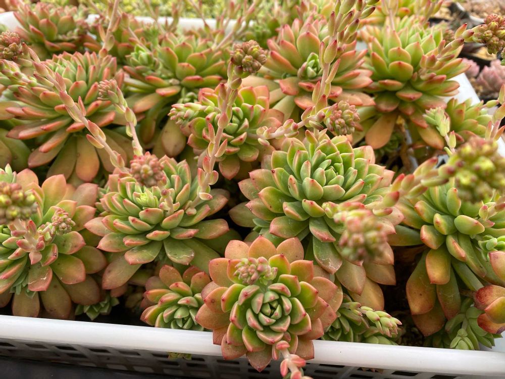 多肉植物 マッコス② 抜き苗