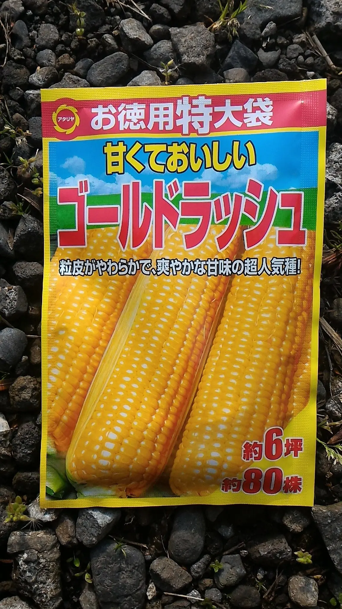 スイートコーン袋栽培でつくれる野菜袋で野菜をつくろう!タキイ種苗株式会社