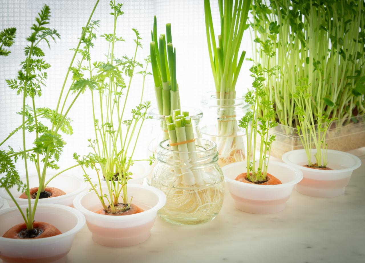 人参のリボベジ 再生野菜の栽培 ニンジンの葉 リボベジで節約の写真素材67098129- PIXTA