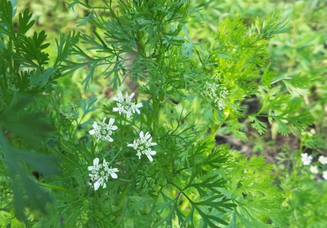 パクチーマニアも必見！ 夏は香菜 パクチー レシピを楽しもう！Kurashi