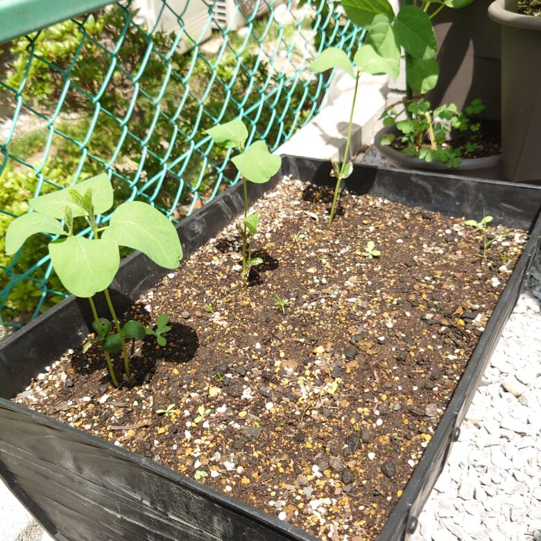 枝豆栽培に肥料はいらない？摘心や水やり頻度などの育て方と収穫方法🍀GreenSnap グリーンスナップ