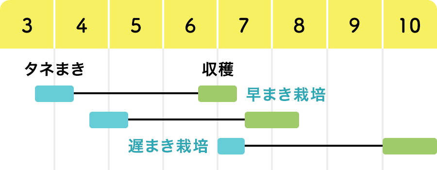 とうもろこしの育て方失敗しないコツと収穫のタイミングまで完全解説家庭菜園 野菜づくり事典