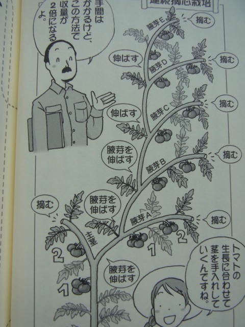 トマト わき芽かき・摘心の方法トマトの育て方.com