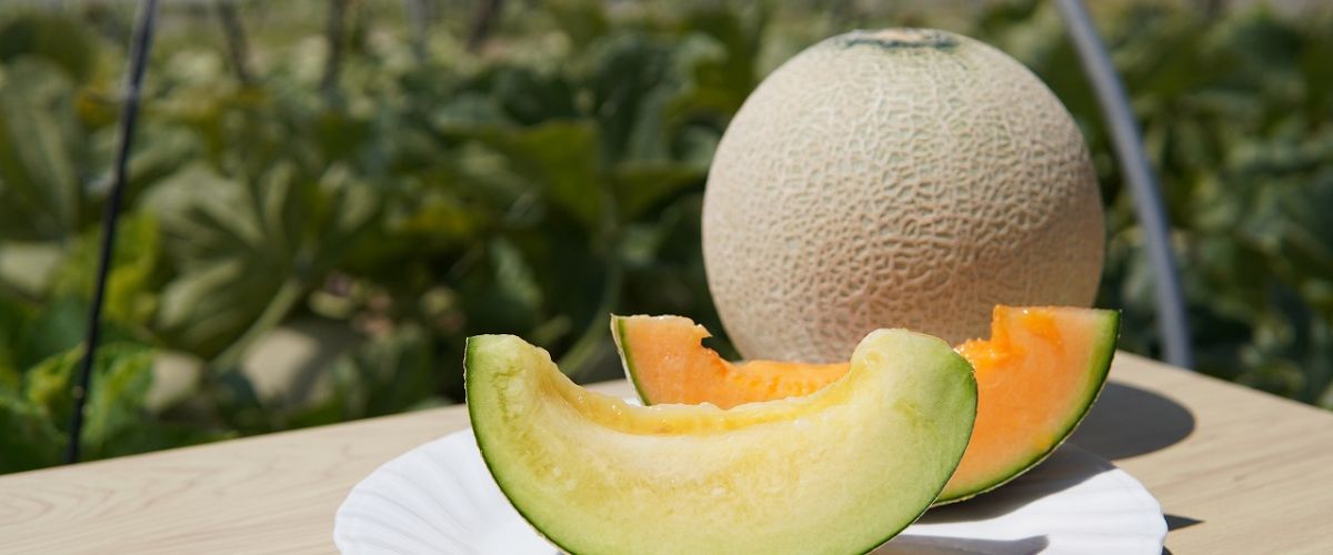 JA鶴岡 園芸特産課おいしい庄内空港✈️✈️ 庄内砂丘メロン🍈販売イベント開催中です！！ ご試食もしておりますのでぜひご来場くださいませ♪♪JA鶴岡庄内砂丘メロンおいしい庄内空港食の都庄内メロン鶴姫Instagram