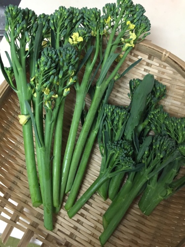 ブロッコリーを放置しておいたらきれいな花が咲きました