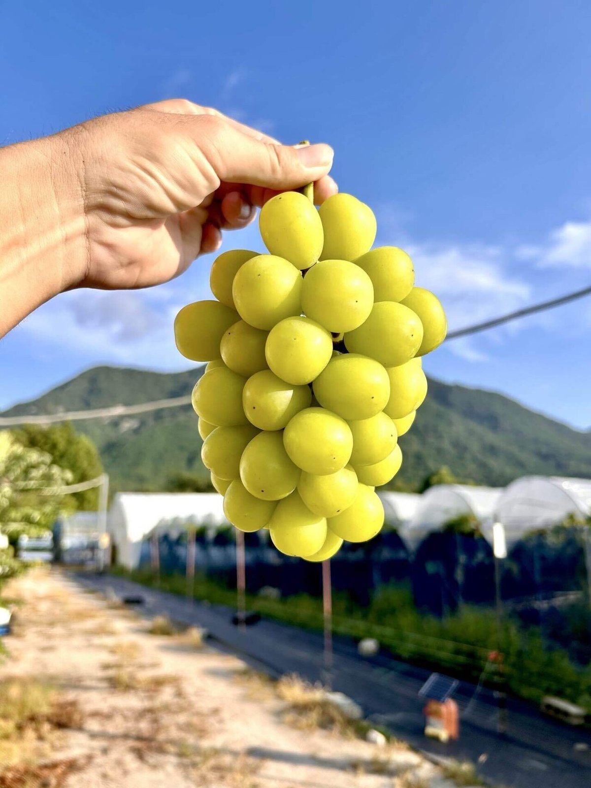 シャインマスカット美味しい食べ方味の農園
