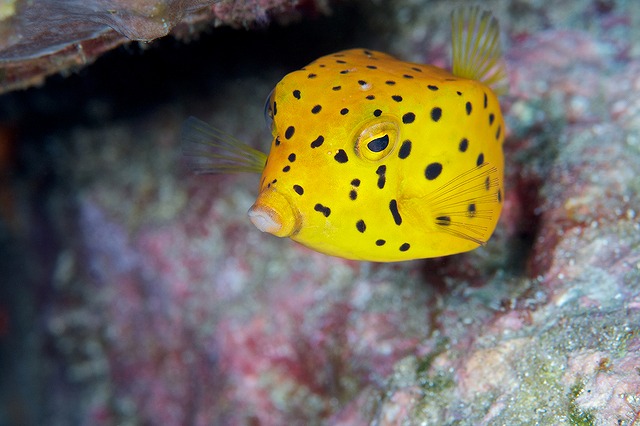 1円玉よりも小さいフグ！表情豊かな姿にほっこりTierzine ティアジン