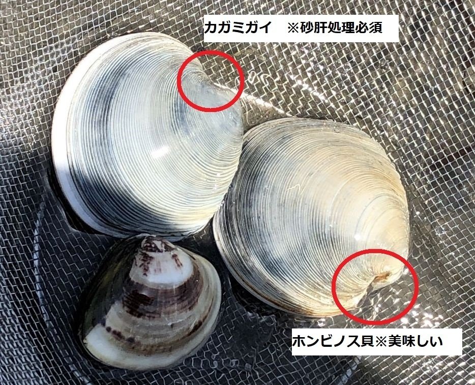 ハマグリ蛤 の特徴・生態、食べ方や旬、料理を徹底解説！ とともん