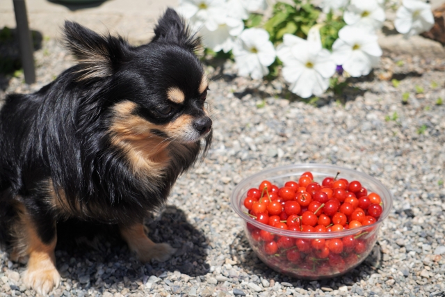 犬がさくらんぼの種を食べたときの症状と応急処置を獣医師が解説ペット保険のPS保険