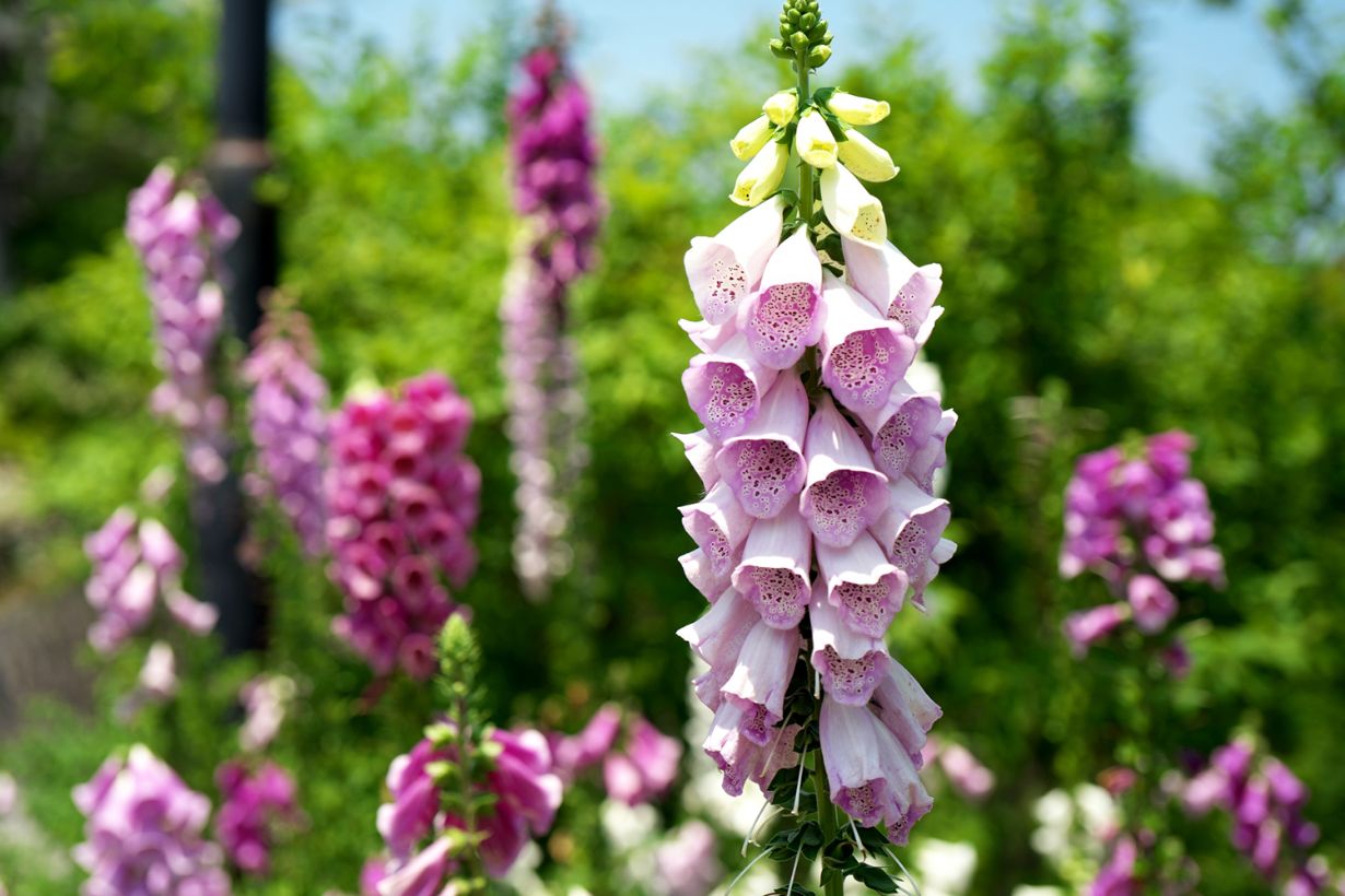 花もつぼみも葉も食べられるナスタチウム 目にもおいしいエディブルフラワーを楽しむマイナビ農業