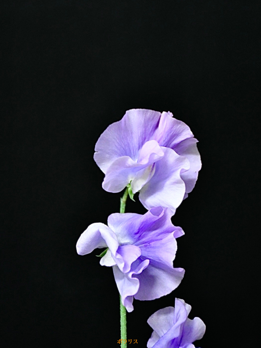 花図鑑 スイートピー「紫絞り」の特徴と水揚げ方法Bloom Note ブルームノート