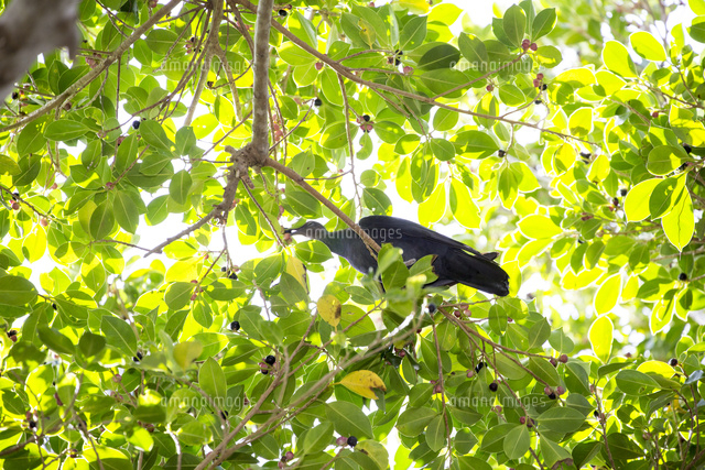 ガジュマルの植え替えを成功させるコツ！準備する土や手順は？HORTI by GreenSnap