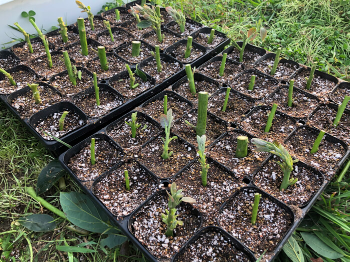 失敗 アボカド初挑戦 挿し木から そだレポ 栽培レポート byしんらいわかめみんなの趣味の園芸