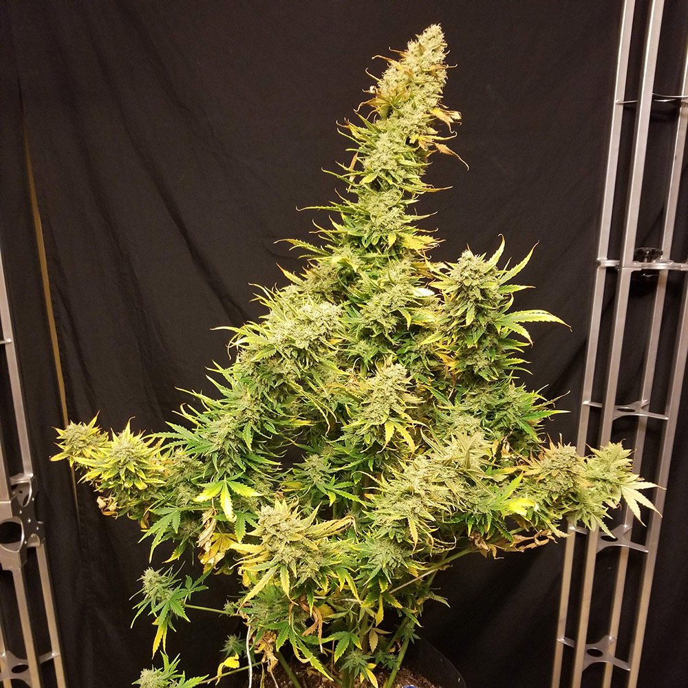 Compre sementes de canábis feminizada Lemon Skunk - Royal Queen Seeds