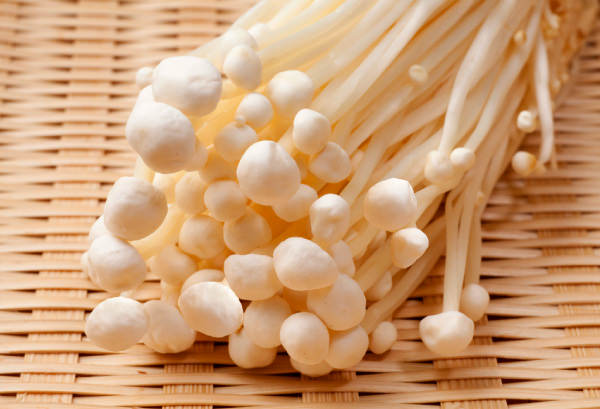 きのこの話。 - ほぼ日刊イトイ新聞