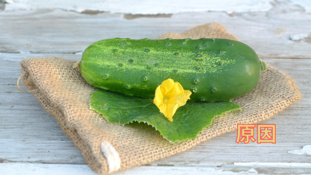 キュウリの花雌花と雄花の違い・見分け方・特徴・受粉LOVEGREEN ラブグリーン