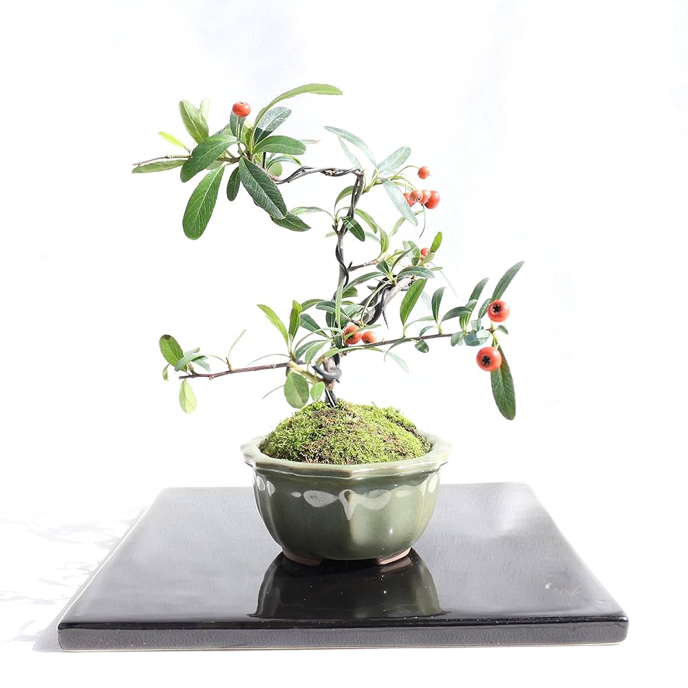 ピラカンサの実を食べる野鳥たち - ぶな太の四季折々