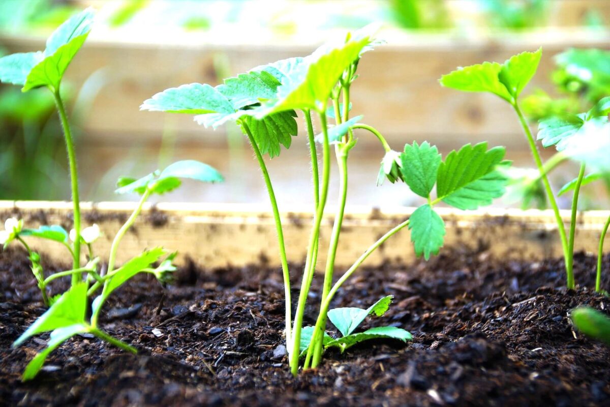 いちごの育苗 子株皆川農園皆川農園