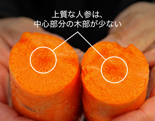 にんじん、断面」の写真・イラスト素材アマナイメージズ