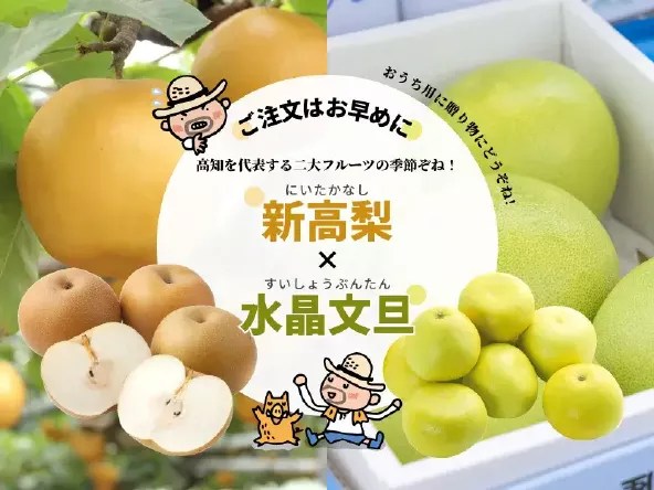 厳選＞高知の宝石、水晶文旦５kg 先行予約 期間限定 水晶文旦 文旦 ブンタン ぶんたん ５キロ 柑橘 みかん フルーツ 果物 高知 名物 箱入りギフト高知県土佐市ふるさと納税サイト「ふるなび」