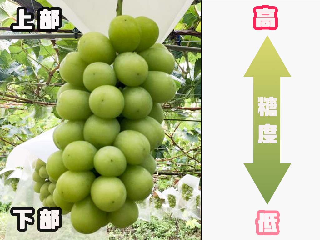 ふるさと納税で大人気のシャインマスカット。産地別の美味しさを紹介ふるさとチョイス - ふるさと納税サイト