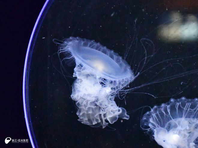 卵黄クラゲとしても知られる目玉焼きクラゲ、水族館のクラゲ水槽で泳ぐファセロフォラカムチャティカの写真素材・画像素材 Image 187332161