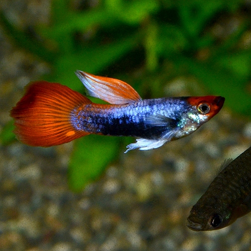 イトスイ コメット 小型熱帯魚用フード グッピー・テトラの主食 顆粒タイプ70g シーフード 小型品種 全年齢 顆粒 熱帯魚用フード 価格は1個のお 値段です : むさしのメディア - 通販 - Yahoo!ショッピング