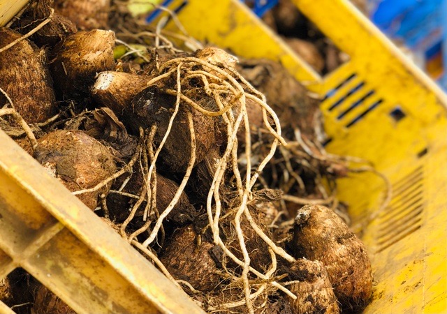 里芋いかがでしょうか？？ : 鳥海の麓 「北村くらた農園」より愛を米て