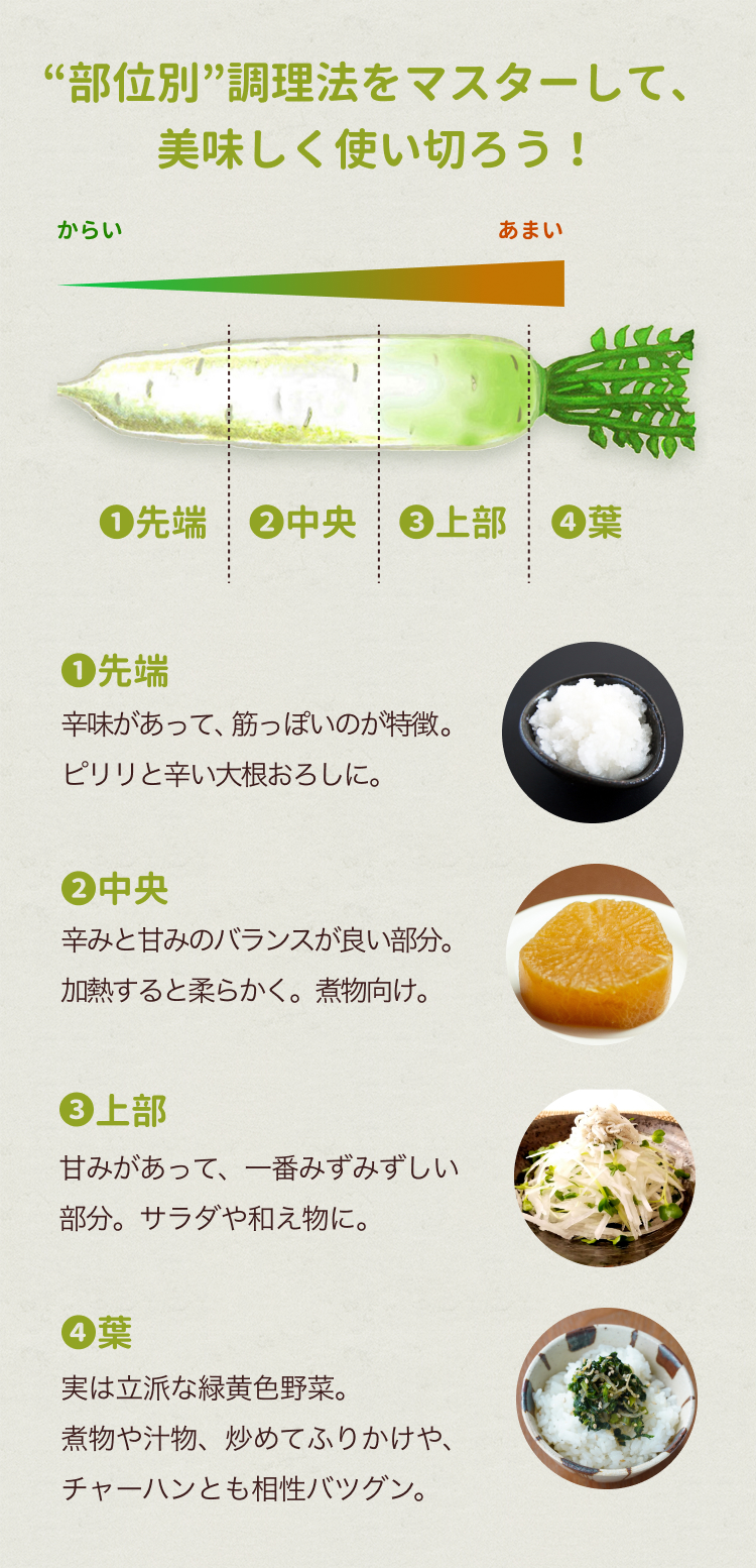 大根の部位を使い分けて料理上手に！部位にあったおすすめレシピ10選 - nomina