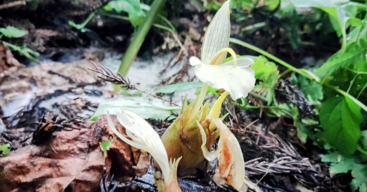 黒豚母さんの上手な子育て② ＆ ブタは草をむしゃむしゃ食べるsuzukinohen