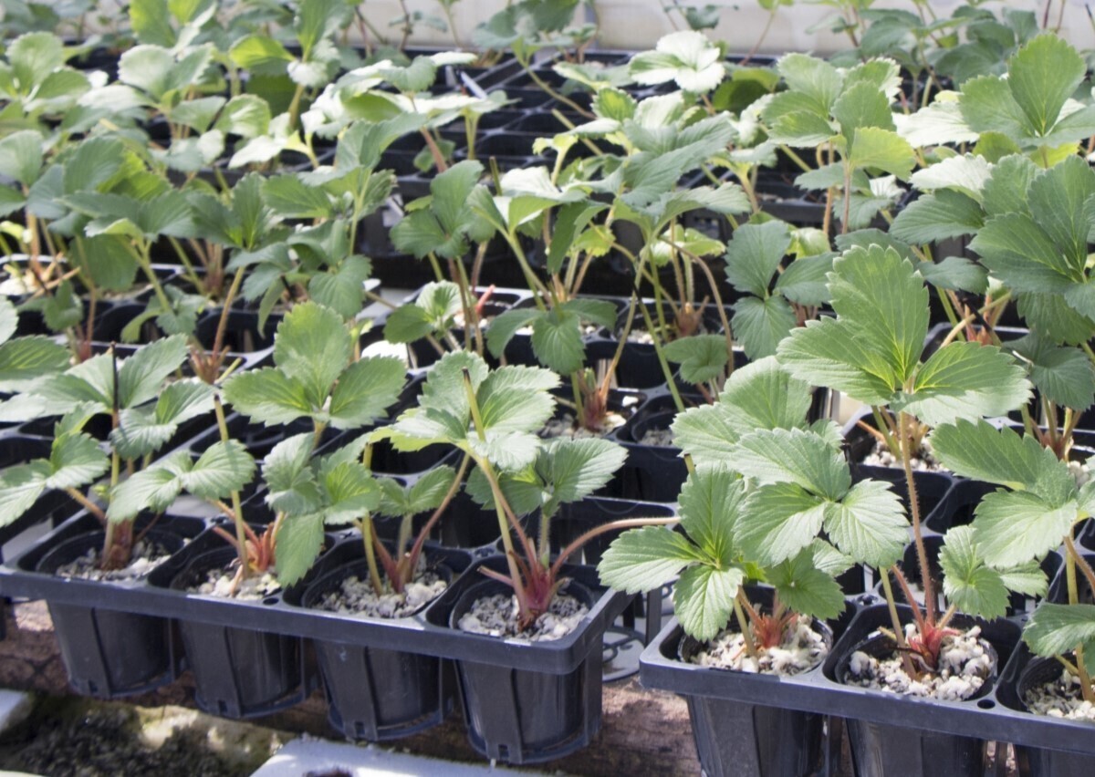 自然栽培流！いちご🍓の植え方から増やし方まとめMediVege〜内科医が自然栽培野菜を処方します