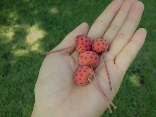 ハナミズキの実を食べるシジュウカラ 32060000087 の写真・イラスト素材アマナイメージズ