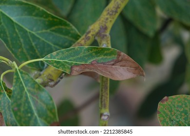 アボカドの食べ頃はいつ？美味しいアボカドの見分け方は？マイナビ農業