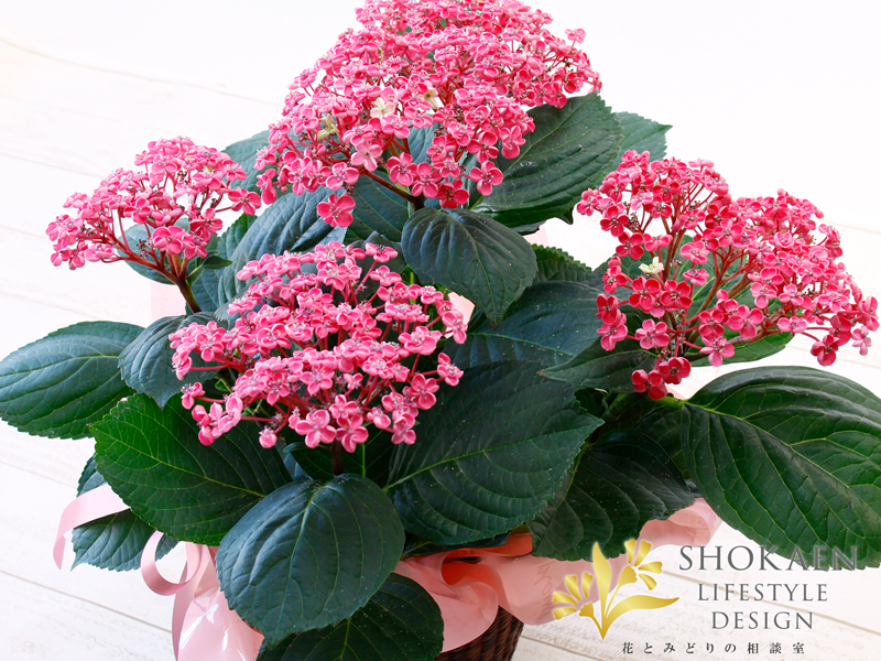 おたふく紫陽花挿し穂7本ポップコーン紫陽花