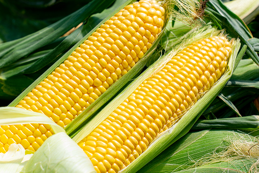 宮川農園北海道江別市