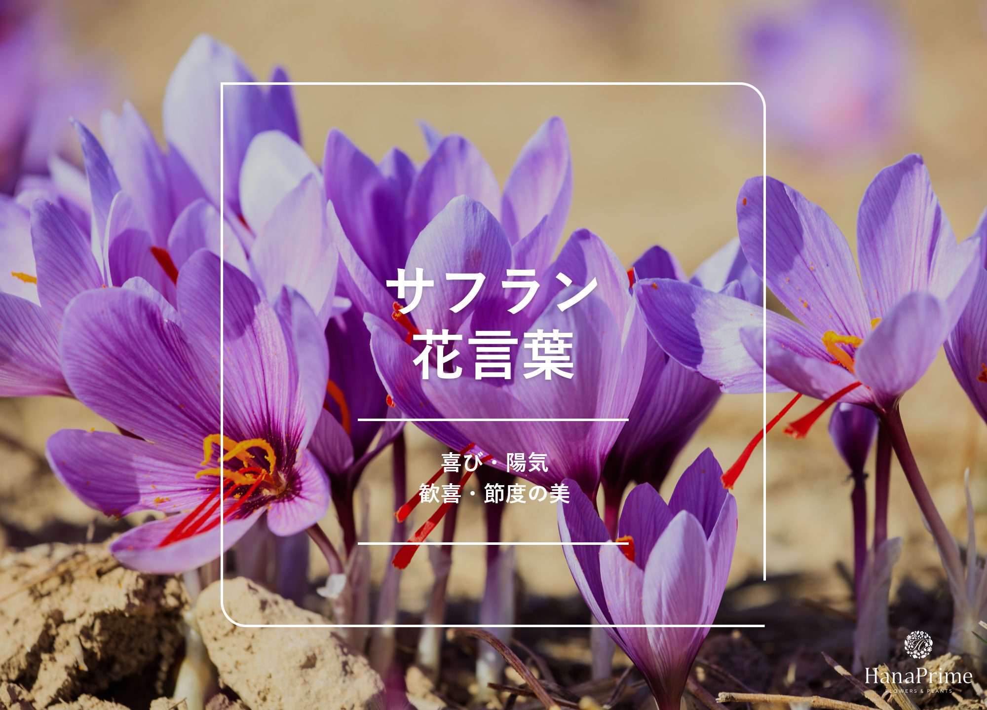 「サフラン 色の出し方」 エスビー食品 株 動画で見るレシピ