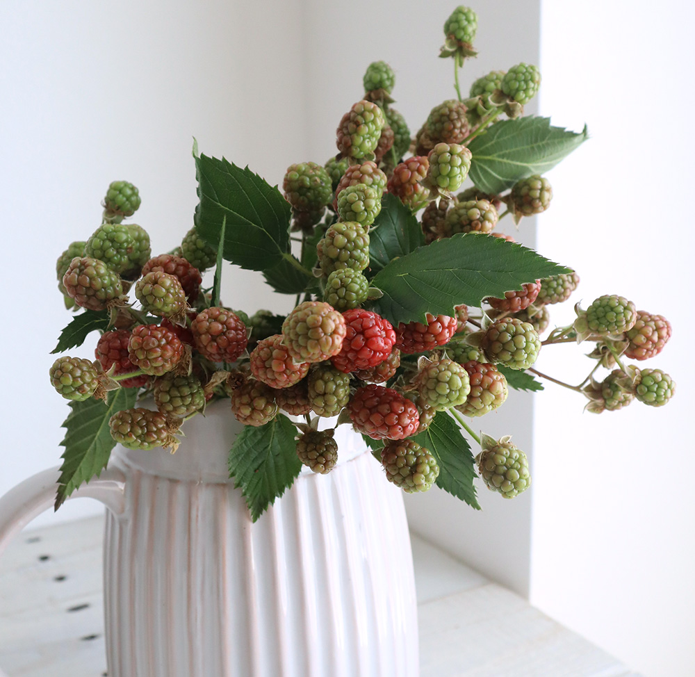 半日陰ベランダでブラックベリーを育てる半日陰ベランダ906