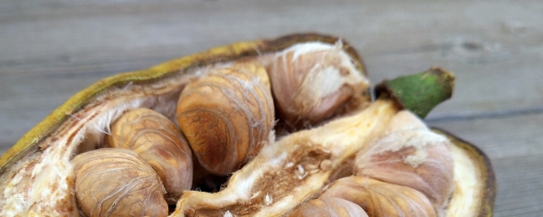 パキラの実を食べるのは危険？毒性の有無と安全な食べ方とは？ – 観葉スタイル：観葉植物の室内植え替え・インテリア情報