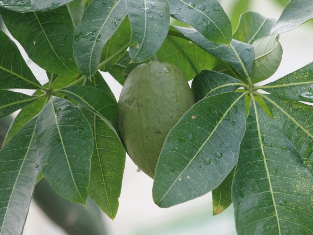食欲の秋 パキラの実食べてみたらまさかの結果に